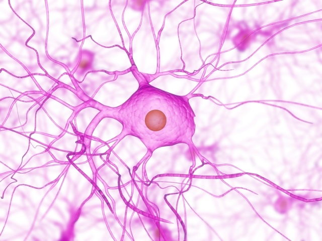 Neurona, célula del sistema nervioso